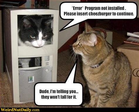 Funny Pictures Weirdnutdaily Cat Computer