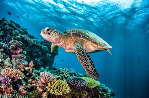 Top 4 Places To Swim And Dive With Turtles Oceanic Worldwide