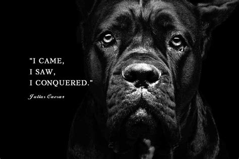 Famous Quotes Presented By Dogs Pet Friendly House