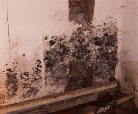 What to do after toxic black mold exposure+−. Mold Pro, Inc. - Toxic Mold Inspections and Testing on ...