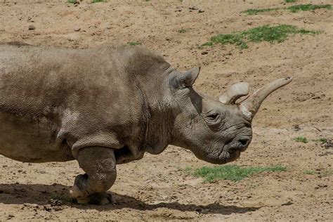 Re Origin Of Species Excerpt Cloning The Extinct Northern White Rhino