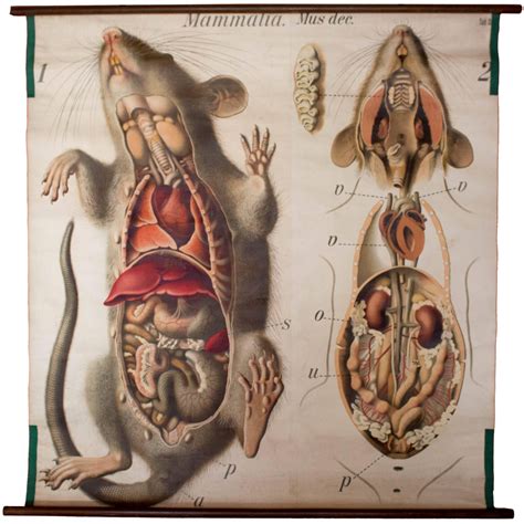 Rat Wall Chart By Paul Pfurtscheller 1910 Anatomy Art Human Figure