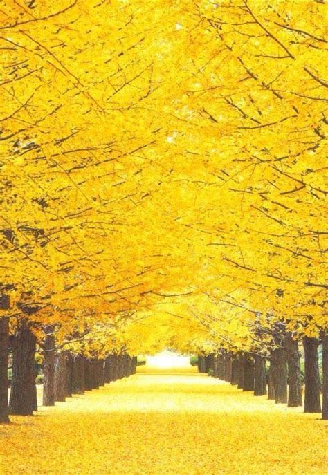 20 Aesthetic Yellow Wallpaper Landscape 紅葉 景色 風景 黄色の美学