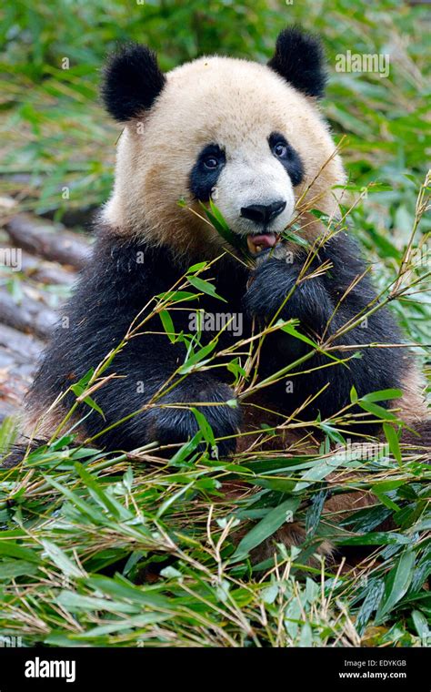 Giant Panda Ailuropoda Melanoleuca Feeding On Bamboo Leaves Captive