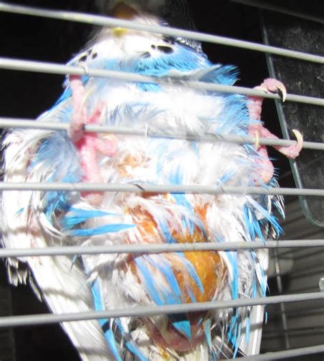 There are natural options for this heartbreaking diagnosis. Parakeets Tumors and Cancer - Pinto