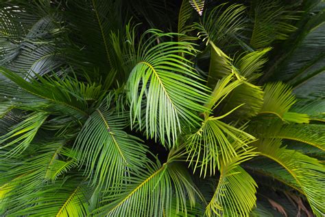 Листья Пальмы Фото Telegraph