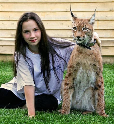 Healthiana Lynx Cat