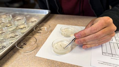 Curating Small Seed Samples Center For Plant Conservation