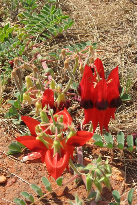 Australian wildflower | Australian wildflowers, Australian native plants, Australian trees