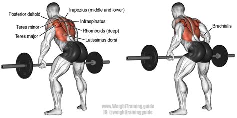 √ bent over rows barbell form