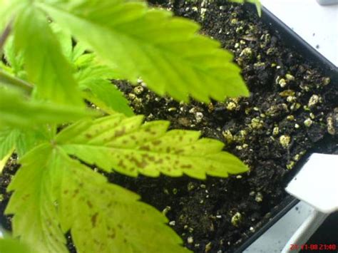 On a bonsai this usually shows as small dark coloured spots on the leaves. Black spots on leaves???