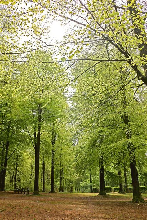 Tall Green Trees In A Park Stock Photo Image Of Brown 173232172