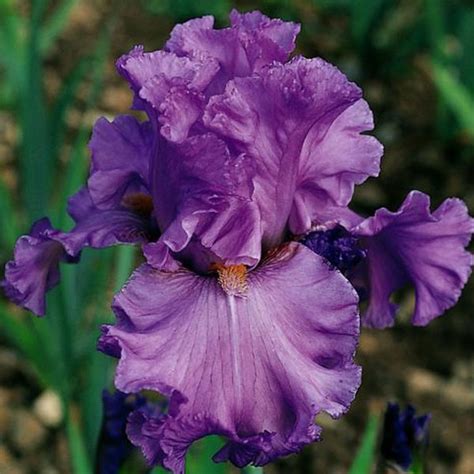 Iris Germanica Ruffled Goddes Iris Des Jardins Lavande Rosé Parfumé