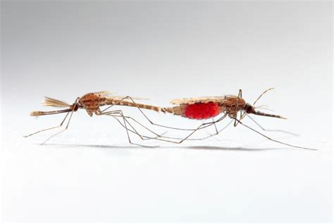 Mosquito Sex And Infection Benefits And Costs Bugbitten