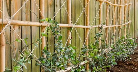 Confederate Jasmine Trellis Ideas Get Creative With These 23 Fence