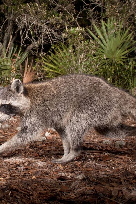 Can A Dog Get Rabies From Biting A Raccoon