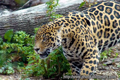 Jaguar Photopicture Definition At Photo Dictionary Jaguar Word And