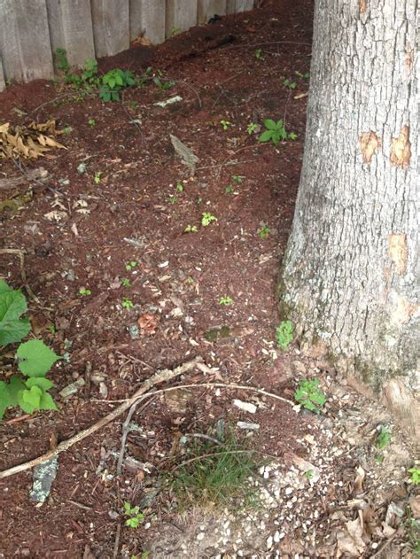 Need Help Mushroom Identification West Virginia Mushroom Hunting And