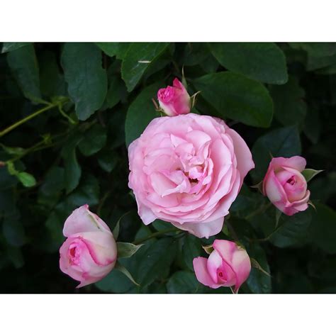 Rosa Mini Eden Rose Rosier Arbustif Ou Petit Grimpant Une Version