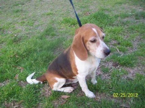 Beagle Shiloh Small Adult Male Dog For Sale In Chesterfield