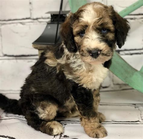 Call us today for your puppy! Goldendoodle & Bernedoodle Puppies | Kentucky Mountain Doodles