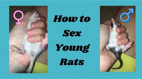 How To Sex Young Rats Youtube