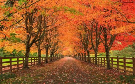 Nature Landscape Fall Leaves Road Wooden Fence Trees Grass