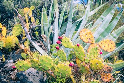 Cactus & tropicals draper •. Beautiful Tropical Beach With Sea View, Black Rocks With ...