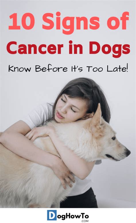 10 Signs Of Cancer In Dogs Dog How To
