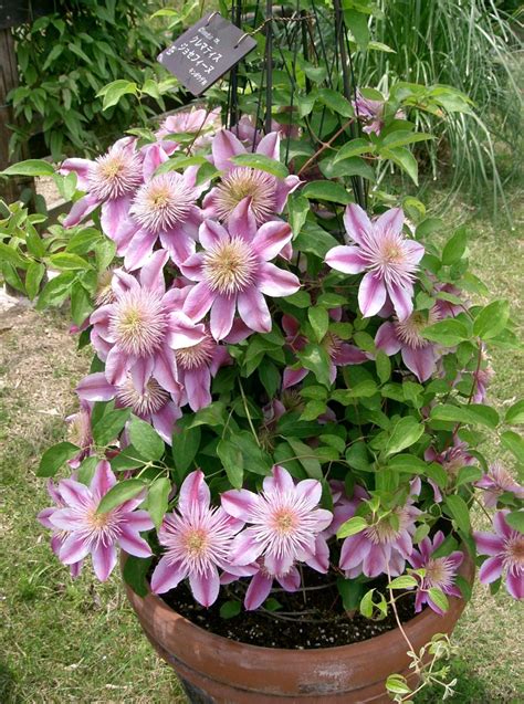 In the spring, you can choose from clematis, which looks beautiful on. Top 10 Climbing Plants for a Small Trellis