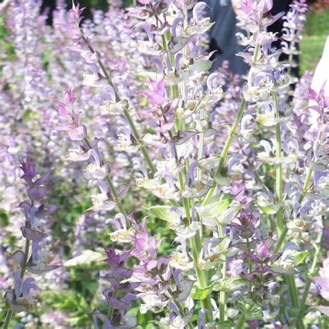 Salvia Sclarea Sage Clary Buy Herb Plants