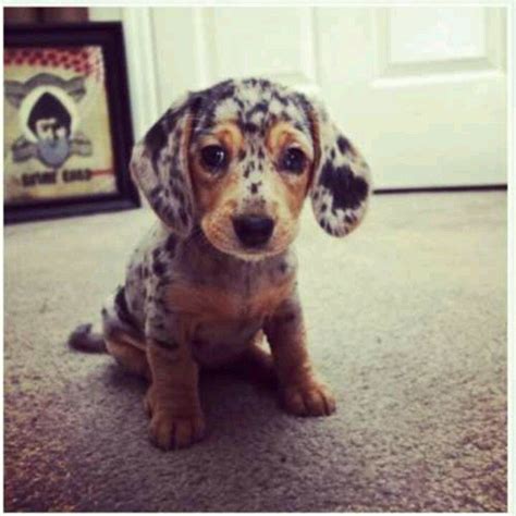 Oh My Goodness I Didnt Know Weiner Dogs Could Have Spots Cute