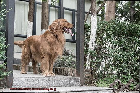 Will Golden Retrievers Protect Their Owners Unleash The Best In Your