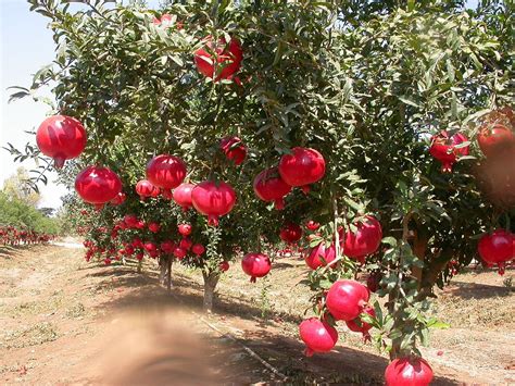 Creative Farmer Live Exotic Fruit Plant Pomagranate Dwarf Pomegranate
