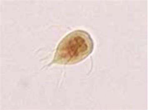 Giardia Eggs Under Microscope Micropedia