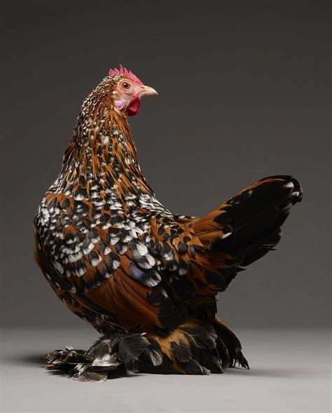 25 Inspiring Most Beautiful Rare Chickens Breeds on The Planet - Decor ...