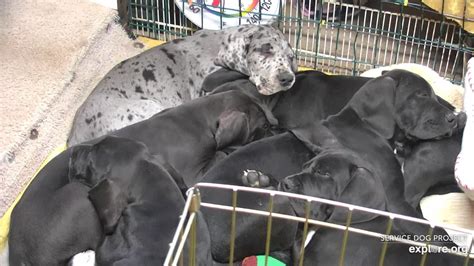 The cheapest offer starts at £1,950. big puppy pile-on at the Great Dane Indoor Puppy Room ...