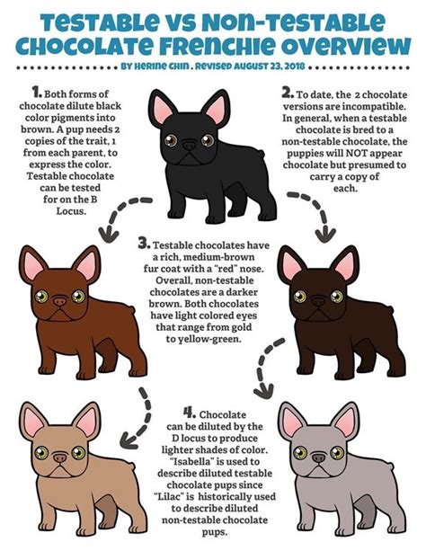 Learn more information about frenchies in our breed section. Photo explanation of chocolate color | French bulldog ...