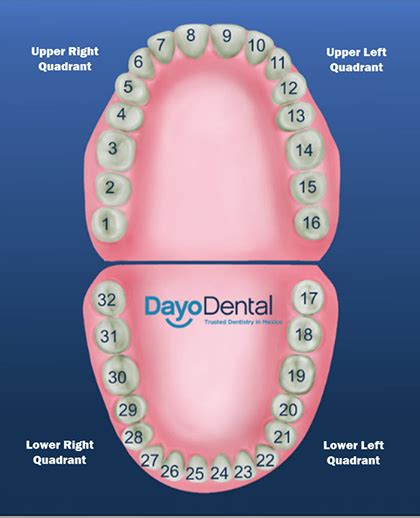 Mouth Labeled Tooth Charts