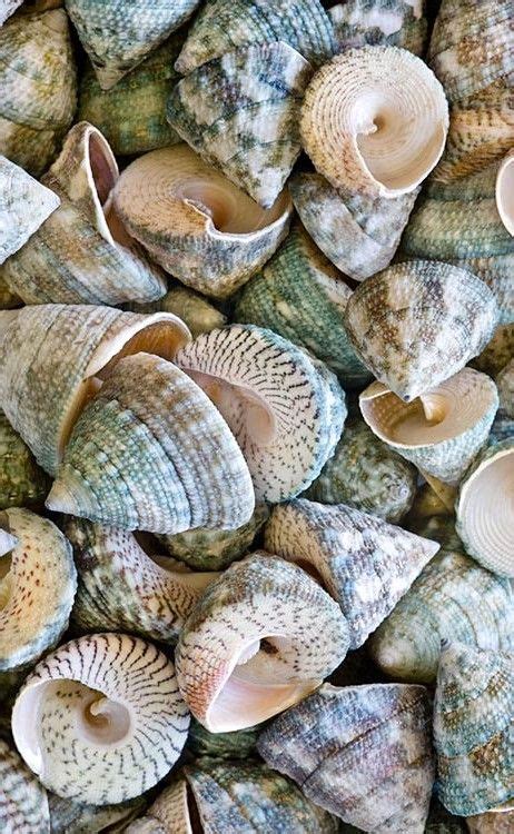 191 Best Amazing Seashells Images In 2018 Sea Shells Shells Sea