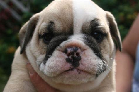 Toy aussie pups born october 17th. ENGLISH BULLDOG PUPPIES for Sale in Grants Pass, Oregon ...