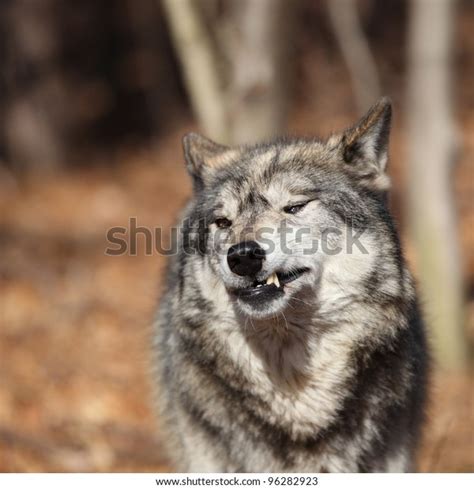 North American Gray Wolf Stock Photo 96282923 Shutterstock