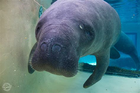 There are four species of manatee that live in the fresh and marine water of western coast of africa, eastern coasts of south america, southern united states. Taking a manatee's temperature: Trickier than it sounds ...