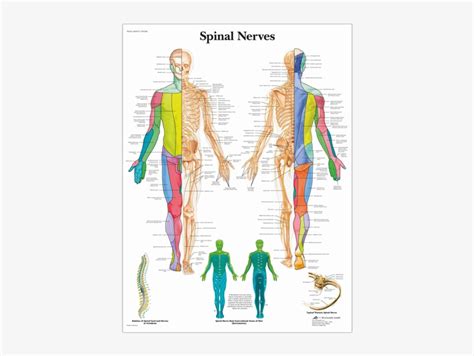 Anatomical Chart Spinal Nerves Spinal Nerve Root Innervation Chart