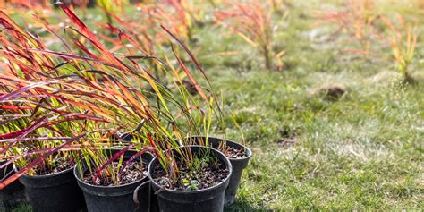 Top 9 How To Transplant Ornamental Grass