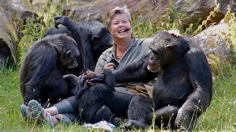Four Chimpanzees Shot Dead After Sparking Panic When They Escaped From