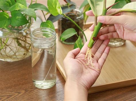 Understanding How To Propagate Using Cuttings In Your Park Dont Miss