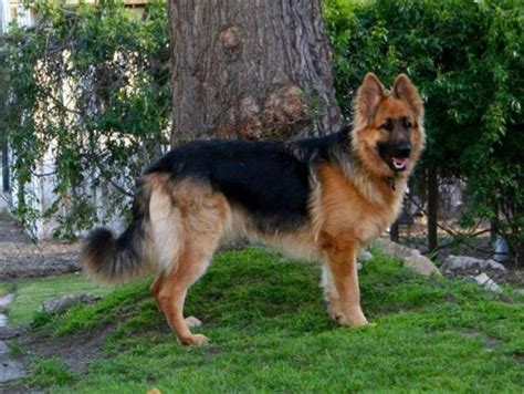 10 Things You Didnt Know About The King Shepherd