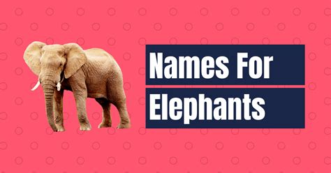 Best Names For Elephants 170 For Male And Female Names Cherry