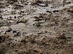 Free photo: Mud background - Close-up, Dirt, Mud - Free Download - Jooinn